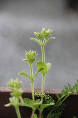 Cerastium glomeratum