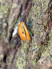 Augocoris illustris
