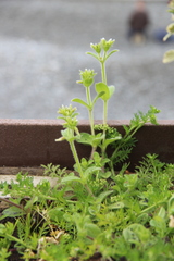 Cerastium glomeratum