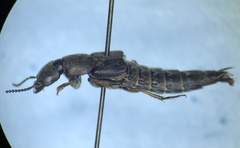 Platydracus viridanus