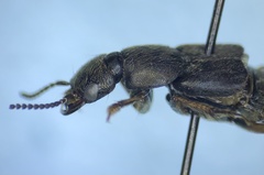 Platydracus viridanus