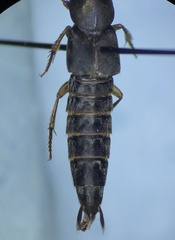 Platydracus viridanus