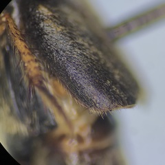 Platydracus viridanus