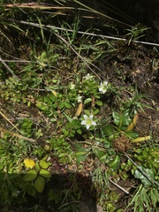 Wahlenbergia peruviana