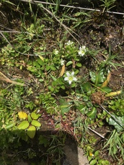 Wahlenbergia peruviana