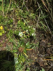 Wahlenbergia peruviana