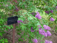 Syringa chinensis