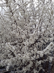 Prunus