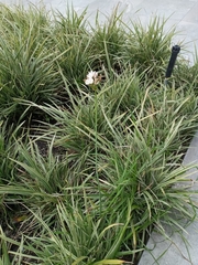 Zephyranthes candida