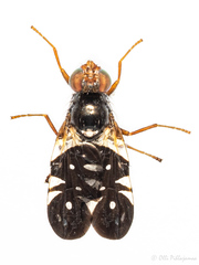 Aciura coryli