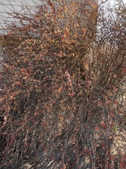Magnoliopsida