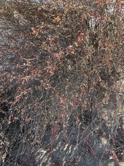 Magnoliopsida