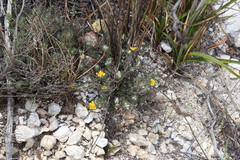 Aspalathus stenophylla