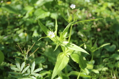 Cerastium holosteum