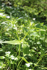 Cerastium holosteum