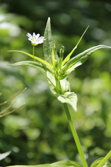 Cerastium holosteum