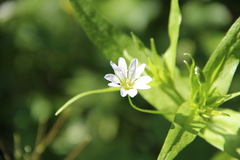 Cerastium holosteum