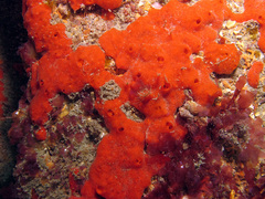 Mycale rotalis