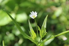 Cerastium holosteum