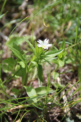 Cerastium holosteum