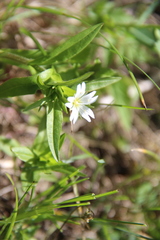 Cerastium holosteum