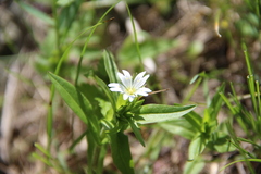 Cerastium holosteum