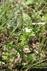 Cerastium holosteum