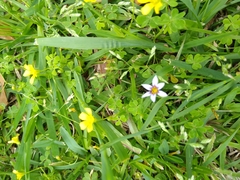 Sisyrinchium rosulatum