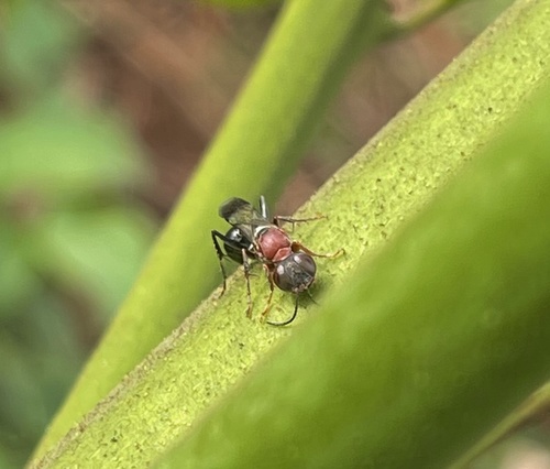 Dicranorhina observed 2021-03-31
