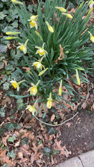 Narcissus pseudonarcissus