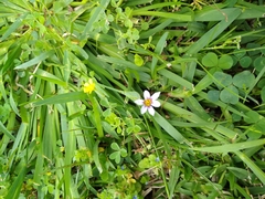 Sisyrinchium rosulatum