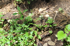 Cerastium haussknechtii