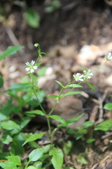 Cerastium haussknechtii