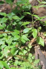 Cerastium haussknechtii