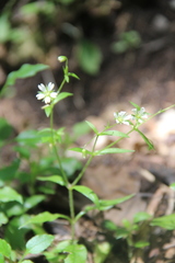 Cerastium haussknechtii