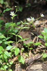 Cerastium haussknechtii