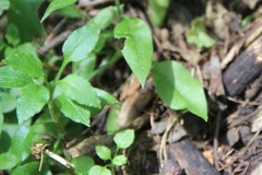 Cerastium haussknechtii