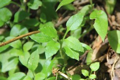 Cerastium haussknechtii