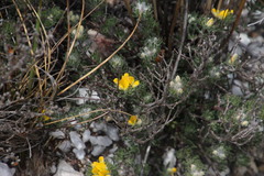 Aspalathus stenophylla