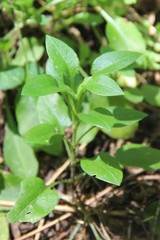 Cerastium haussknechtii