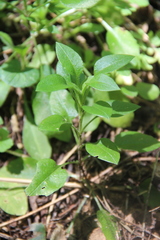 Cerastium haussknechtii
