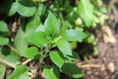 Cerastium haussknechtii