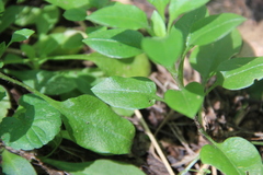 Cerastium haussknechtii