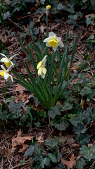 Narcissus pseudonarcissus