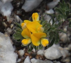 Aspalathus stenophylla