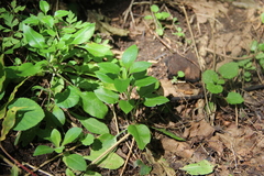 Cerastium haussknechtii