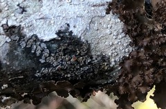 Fuscopannaria leucostictoides