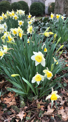 Narcissus pseudonarcissus