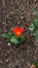 Tulipa