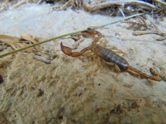 Euscorpius tauricus